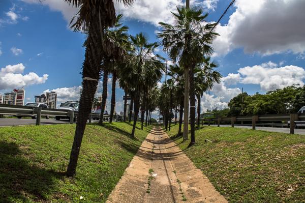 Árvores no canteiro da avenida Frei Serafim antes da retirada por parte da Prefeitura de Teresina.(Imagem:João Alberto/ OOlho)