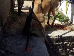 Animal ficou por mais de 24 horas no buraco.(Imagem:Divulgação / Corpo de Bombeiros)