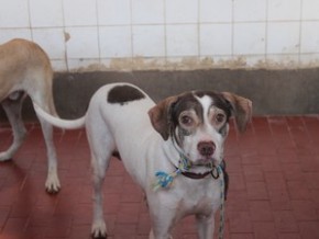 Animais que vão para o Centro de Controle de Zoonoses.(Imagem:Patrícia Andrade/G1)