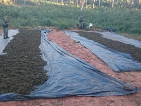 Maconha era cultivada dentro de fazenda em Miguel Leão.(Imagem: Divulgação/Polícia Militar)