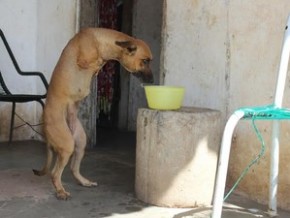 Animal consegue se levantar sozinho para caminhar.(Imagem:Gustavo Almeida/G1)