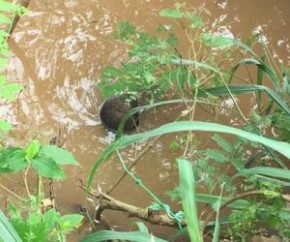 Colombiano é vitima de latrocínio e tem corpo jogado no Rio Parnaíba.(Imagem:Cidadeverde.com)