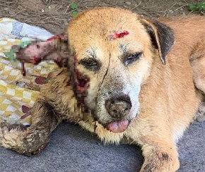 Cão morre após ser atingido com tiro na cabeça e polícia investiga.(Imagem:Bicharada)