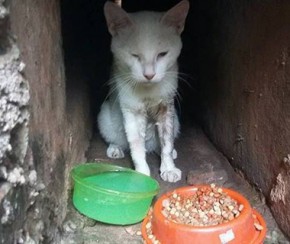 Professor registra BO e pede punição após ter gato envenenado.(Imagem:Cidadeverde.com)