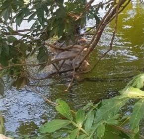 Corpo em decomposição é encontrado em rio na zona rural de Barão de Grajaú.(Imagem:JC 24Horas)