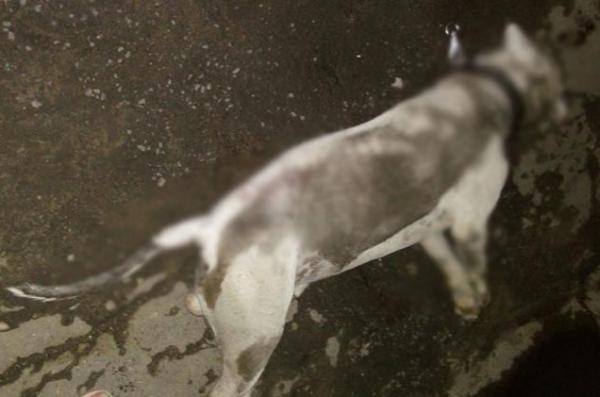 Pitbull ataca criança de oito anos e é morto com tiro na Capital.(Imagem:Cidadeverde.com)