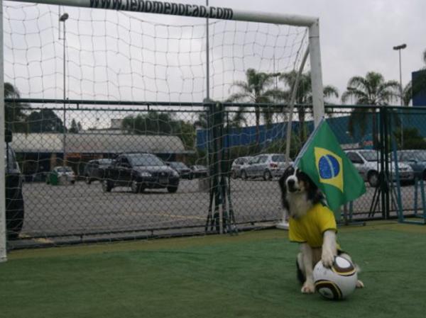 Cão Fenômeno vai à Copa da África representar o Brasil(Imagem:Divulgação)