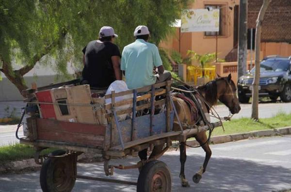 Projeto de lei quer acabar uso de jumentos em carroças na capital.(Imagem:Divulgação)