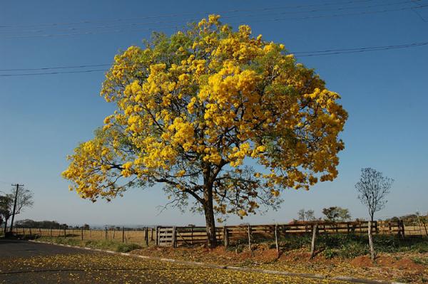 Ipê Amarelo(Imagem:reprodução)