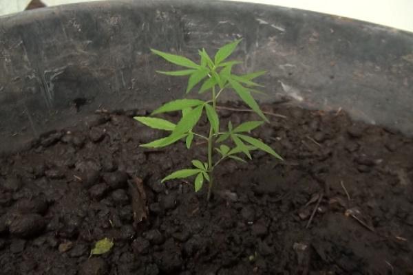 Maconha cultivada em casa. (Imagem:Divulgação)