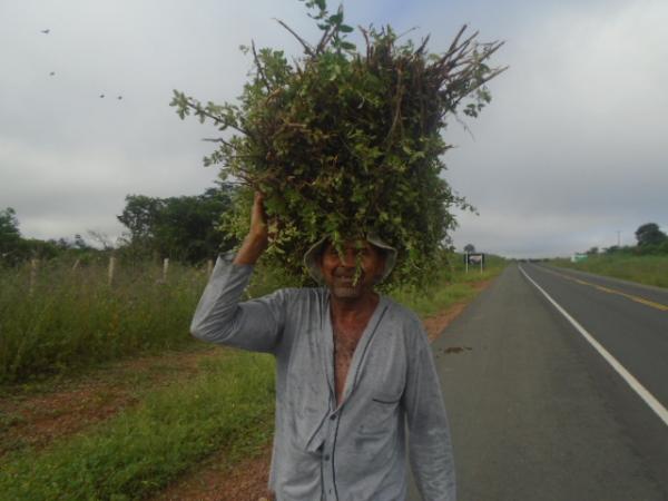 Na Sexta-feira Santa, florianenses repetem tradição de colher Alecrim.(Imagem:FlorianoNews)