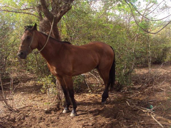 Cavalo que participou da vaquejada(Imagem:redação)