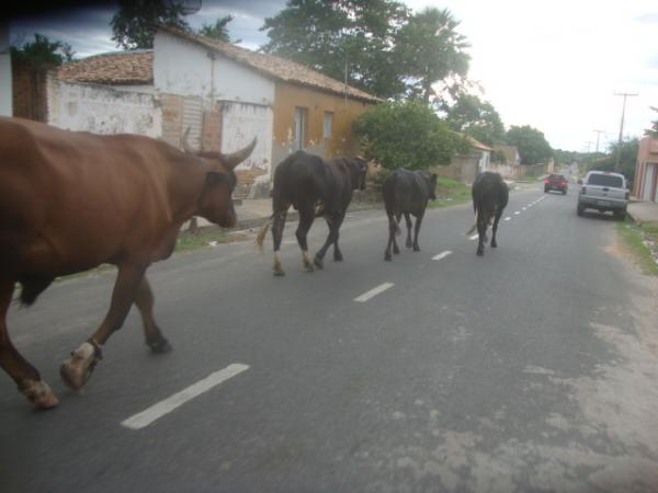 Flagra: Animais desfilando no Centro de Floriano(Imagem:redaçao)