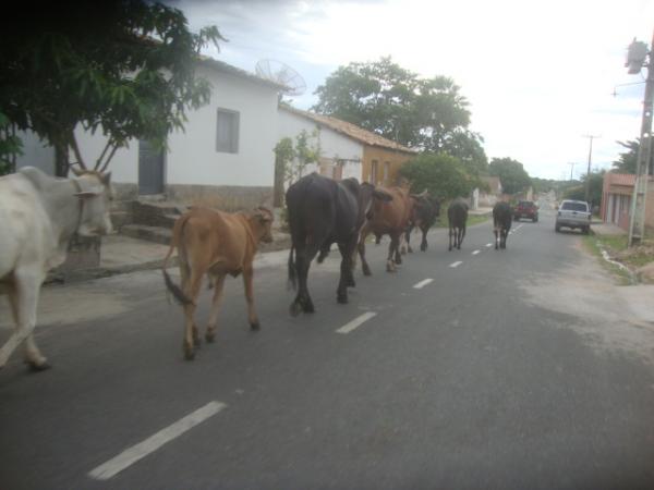 FLAGRA: Animais em pleno centro de Floriano(Imagem:redação)