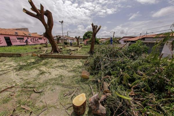 Contador diz que cortou árvores para acabar com 