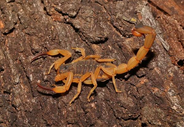 Escorpião-amarelo fotografado no interior de São Paulo.(Imagem:Antonio Bordignon/iNaturalist)