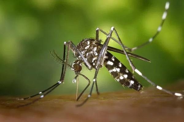 Mosquito transmissor da dengue aumenta o alerta das autoridades(Imagem:EBC)