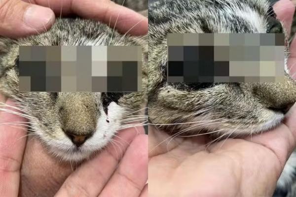 Gata tem olhos queimados com soda cáustica, fica cega e polícia investiga o caso no Piauí.(Imagem:Arquivo pessoal)