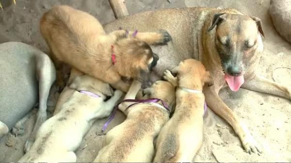 idoso de 77 anos sofre acidente e recebe ajuda para cuidar de mais de 60 cães no Piauí.(Imagem:TV Clube)