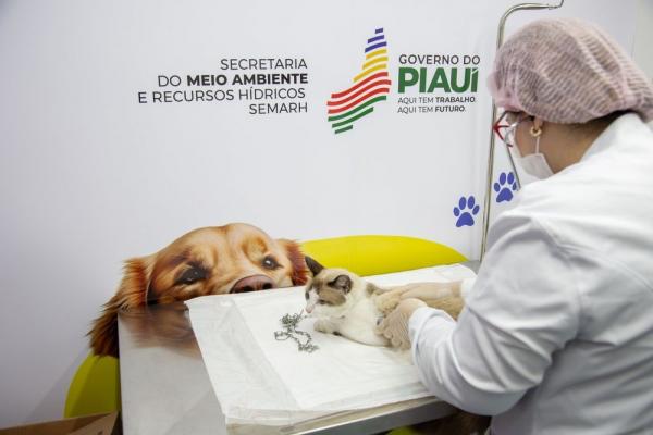  Quase quatro mil animais foram cadastrados no Piauí Pet Castramóvel.(Imagem:Divulgação)