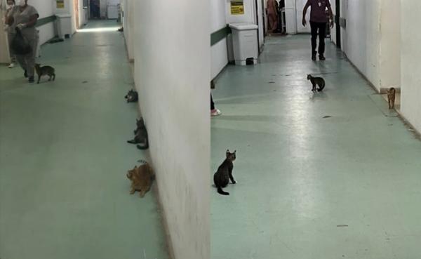 Gatos no Hospital Tibério Nunes em Floriano.(Imagem:Divulgação)
