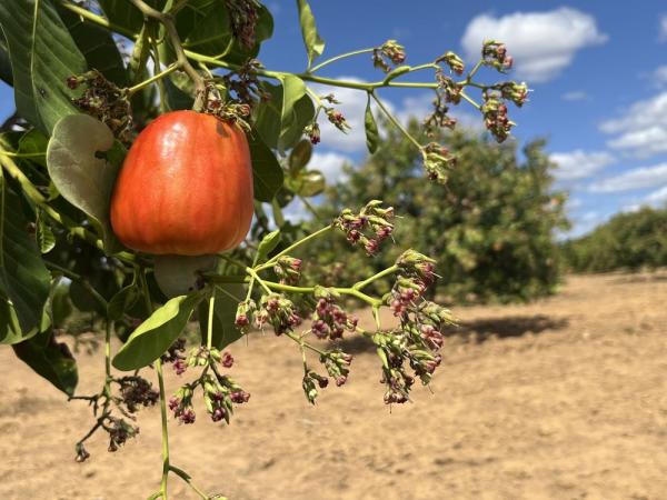 Investimentos por meio da Secretaria da Agricultura Familiar (SAF) proporcionam aumento no valor agregado dos derivados do pedúnculo.(Imagem:Felipe Soares)