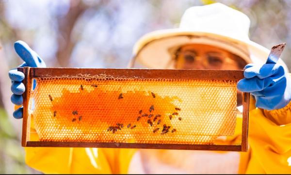 Em 2014, o Piauí produziu 3.249,5 toneladas de mel e, em 2023, saltou para 8.829,8 toneladas produzidas, um aumento de 171,7% no período de 10 anos.(Imagem:Divulgação)