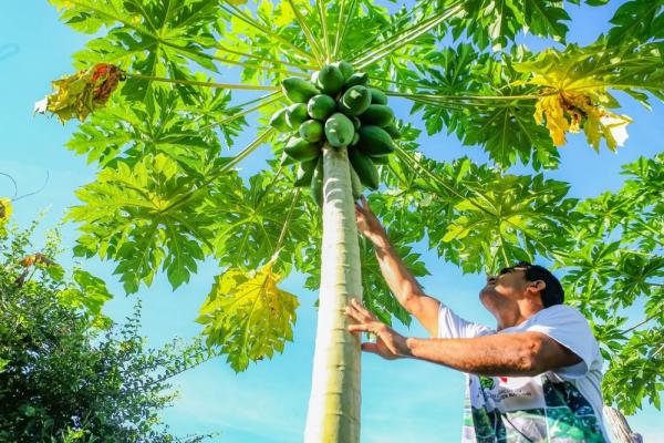 Projeto Piauí: Pilares de Crescimento e Inclusão Social - fase II vai investir em técnicas climaticamente inteligentes e vai atuar ainda em regularização fundiária e regularização(Imagem:Geirlys Silva / SAF)