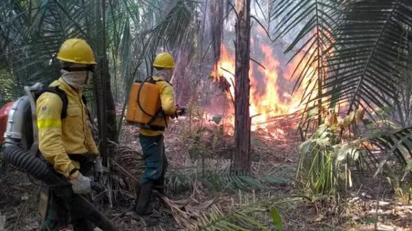 Incêndio florestal em Uruçuí, no Sul do Piauí.(Imagem:Divulgação/Prefeitura de Uruçuí)