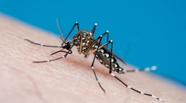 Dengue, Chikungunya e Zika são transmitidas pelo mosquito Aedes aegypti e podem evoluir para quadros graves de saúde(Imagem:Joao Paulo Burini/Getty Images)