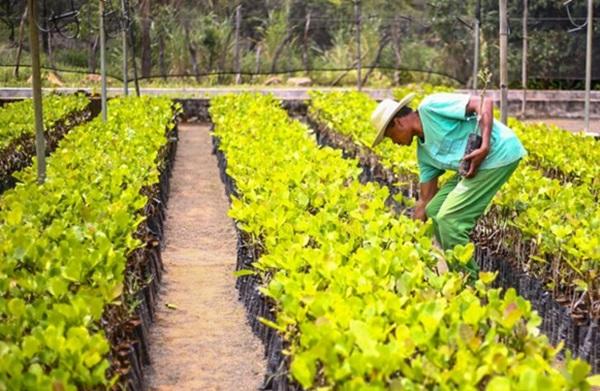 Agricultores receberão R$ 24,7 milhões para incentivo à produção(Imagem:Geirlys Silva)