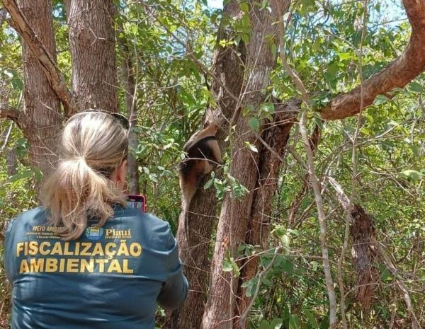 A devolução das espécies representa não apenas a chance de uma nova vida, mas também um grande benefício para a saúde dos ecossistemas piauienses.(Imagem:Divulgação)