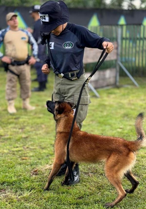 Pelo êxito, a Polícia Militar do Piauí foi contemplada com um pastor belga Malinois, para reforçar as ações e policiamento com cães no estado.(Imagem:Divulgação)