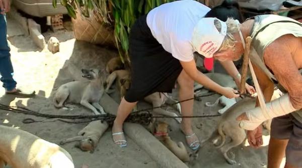 Idoso de 77 anos sofre acidente e pede ajuda para cuidar de mais de 60 cães no Piauí.(Imagem:TV Clube)