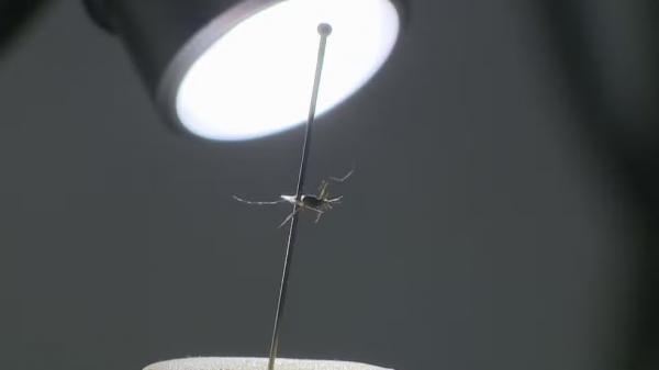 Mosquito Aedes aegypti, transmissor da dengue.(Imagem:Reprodução/RBS TV)