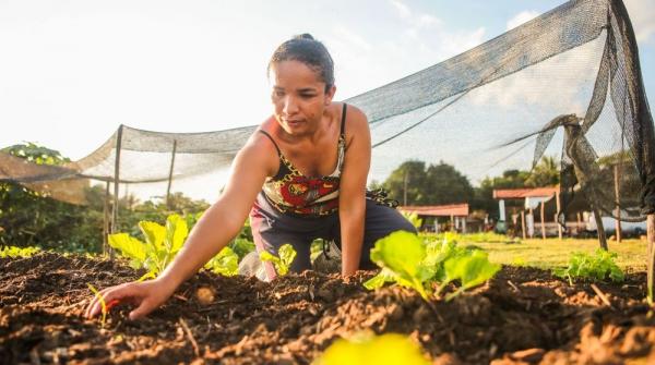 Projeto que vai investir R$ 250 milhões na agricultura familiar começa a ser executado em 2025(Imagem:Geirlys Silva / SAF)