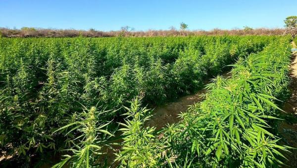 Alunos do Curso de Operações das PMs do Piauí e Bahia localizam roça com 90 mil pés de maconha em Conceição do Canindé.(Imagem:Divulgação)