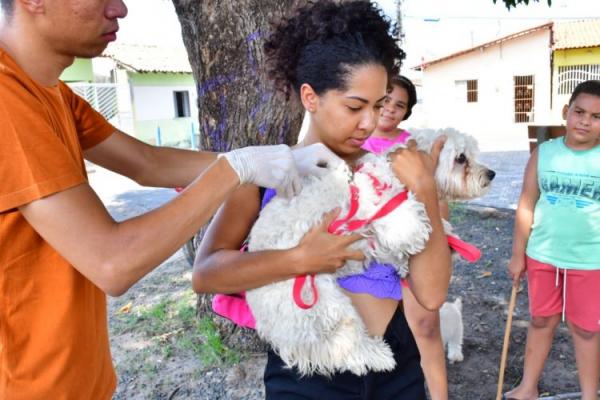 Saúde realiza com sucesso o Dia D de Vacinação Antirrábica com mais de 11 mil doses aplicadas(Imagem:Secom)