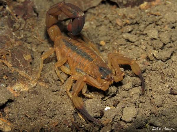 Escorpião-amarelo-do-Nordeste fotografado no Ceará.(Imagem: Célio Moura Neto/iNaturalist)