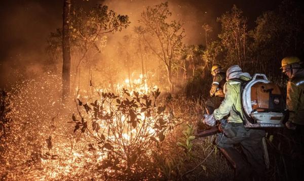 Técnicas de controle exigem conhecimento técnico e qualificação.(Imagem:MAYANGDI INZAULGARAT/IBAMA)