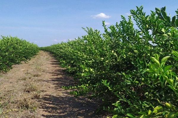 A medida do Ministério da Agricultura permite o trânsito interestadual e fortalece a citricultura no estado.(Imagem:Reprodução)