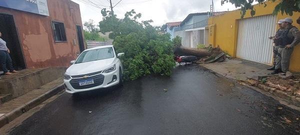 Árvore cai sobre veículos em frente ao Conselho Tutelar de Floriano e mobiliza equipes de emergência.(Imagem:JC24Horas)