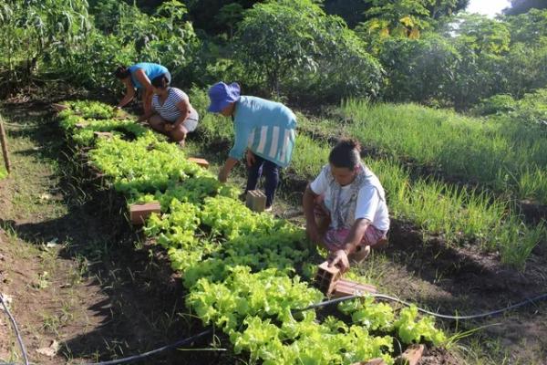 Produtos da agricultura familiar.(Imagem:Divulgação/Ccom)