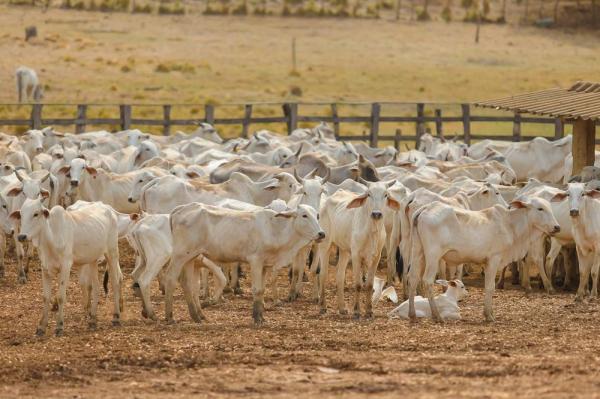 Pecuária bovina de corte piauiense teve o melhor resultado dos últimos cinco anos.(Imagem:Divulgação)