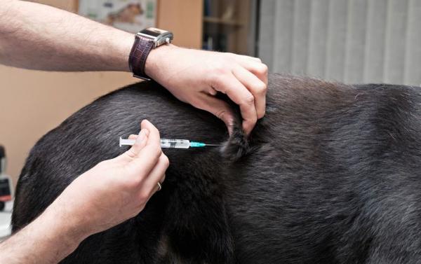 De um população estimada em 808 mil cães e gatos no estado, só 31% foram vacinados.(Imagem:Divulgação)