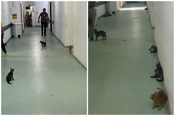 Gatos circulam pelo Hospital Regional de Floriano; situação preocupa pacientes e servidores.(Imagem:Reprodução)