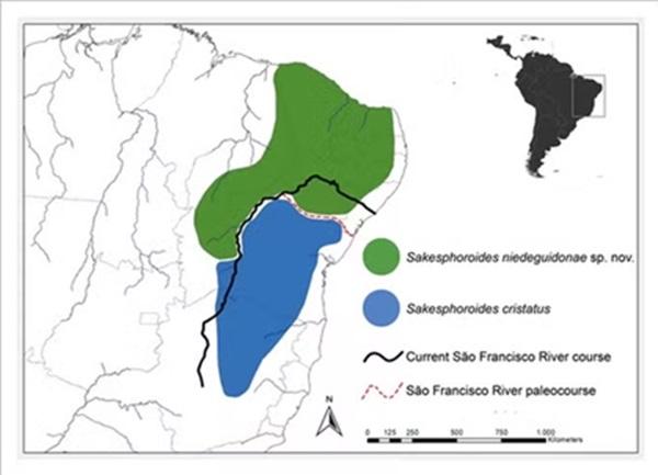 A espécie Sakesphoroides niedeguidonae está concentrada na Caatinga (Imagem:Divulgação)