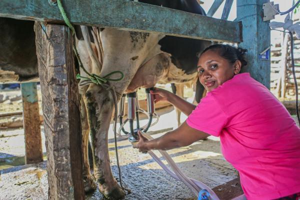 Com cerca de 90% vinda da agricultura familiar, a produção nesse período interrompe um ciclo de 11 anos de reduções.(Imagem:Geirlys Silva)