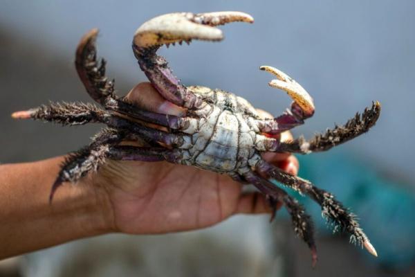 Fiscalização contra a cata ilegal do caranguejo no Piauí começa na segunda.(Imagem:Reprodução/Semarh)