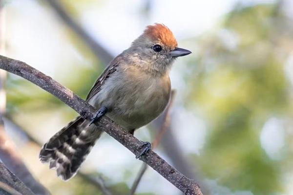 Fêmea da nova espécie (Sakesphoroides niedeguidonae) possui crista amarelada(Imagem:Pablo Cerqueira)